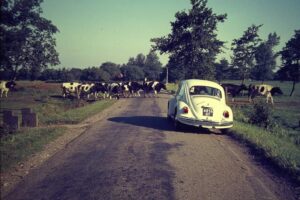 De overstekende koeien van de familie top aan de Eesterweg te Doezum